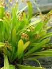 Pleurothallis tripterantha