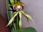 Prosthechea cochleata