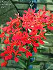 Renanthera philippinensis