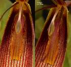 Restrepia antennifera H. B. K.