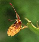 restrepia antenifera var .maculata