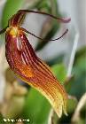 restrepia brachypus