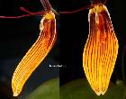 Restrepia brachypus Rcb. f.