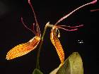 Restrepia brachypus Rchb. f.