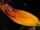 Restrepia brachypus Rchb. f.