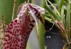 Restrepia chocoensis Garay