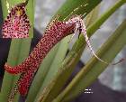 Restrepia chocoensis Garay