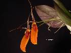 Restrepia cuprea Luer & Escobar