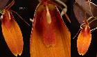 Restrepia cuprea Luer & Escobar