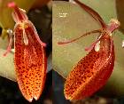 Restrepia cymbula Luer & Escobar