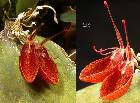 Restrepia cymbula Luer & Escobar