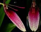 Restrepia dodsonii Luer