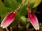 Restrepia dodsonii Luer