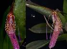 Restrepia ephippium Luer & Hirtz