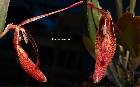 Restrepia ephippium Luer & Hirtz