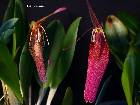 Restrepia ephippium Luer & Hirtz