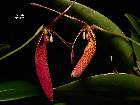 Restrepia ephippium Luer & Hirtz