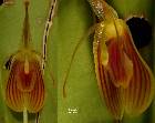 Restrepia flosculata Luer