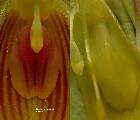 Restrepia flosculata Luer