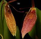 Restrepia guttulata Lindl.