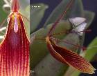 Restrepia iris Luer