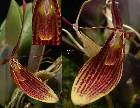 Restrepia iris Luer