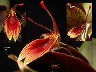 Restrepia iris Luer