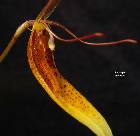 Restrepia lankesteri ames & Schweinf.