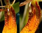 Restrepia lankesteri Ames & Schweinf.