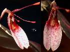 Restrepia lansbergii Rchb. f. & Wagener