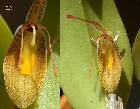 Restrepia mendozae Luer