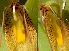 Restrepia mendozae Luer