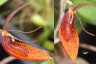 Restrepia mohrii Braem