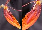 Restrepia mohrii Braem