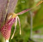 Restrepia muscifera (Lindl.) Rchb. f.