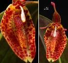 Restrepia portillae Luer