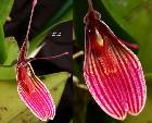 Restrepia purpurea Luer & escobar