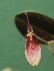 restrepia radulifera