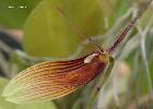 Restrepia trichoglossa F. Lehm. ex Sander