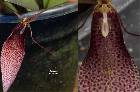 Restrepia trichoglossa F. Lehm. ex Sander