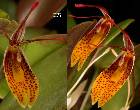 Restrepia vasquezii Luer