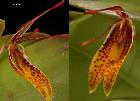 Restrepia vasquezii Luer