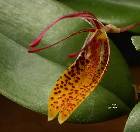 Restrepia vasquezii Luer