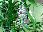 Rhynchostylis coelestis