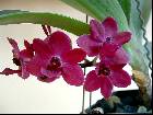 Rhynchostylis gigantae red