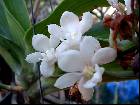 Rhynchostylis gigantea blanche