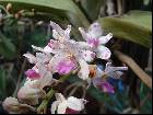 Rhynchostylis gigantea spot