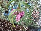 Rhynchostylis gigantea spot