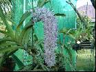 Rhynchostylis retusa