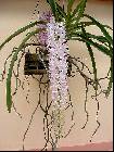 Rhynchostylis retusa